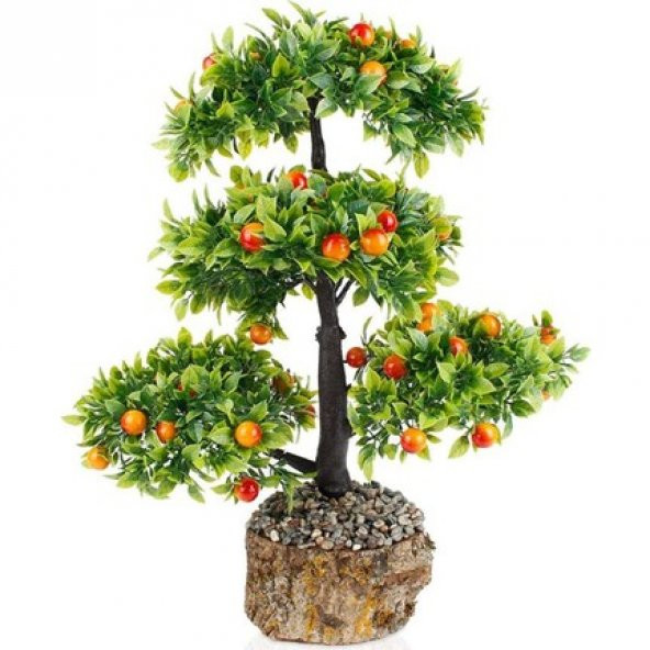 İthal Erik Bonzai Ağacı Tohumu 2 Tohum + Hediye Bonsai Tohumu