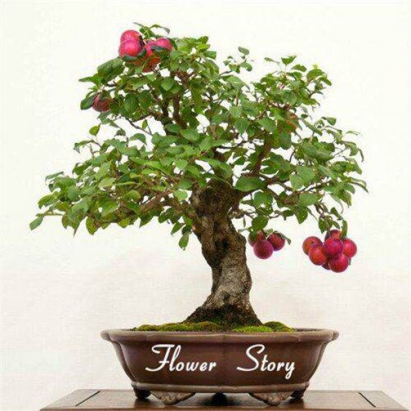 İthal Erik Bonzai Ağacı Tohumu 2 Tohum + Hediye Bonsai Tohumu - 2