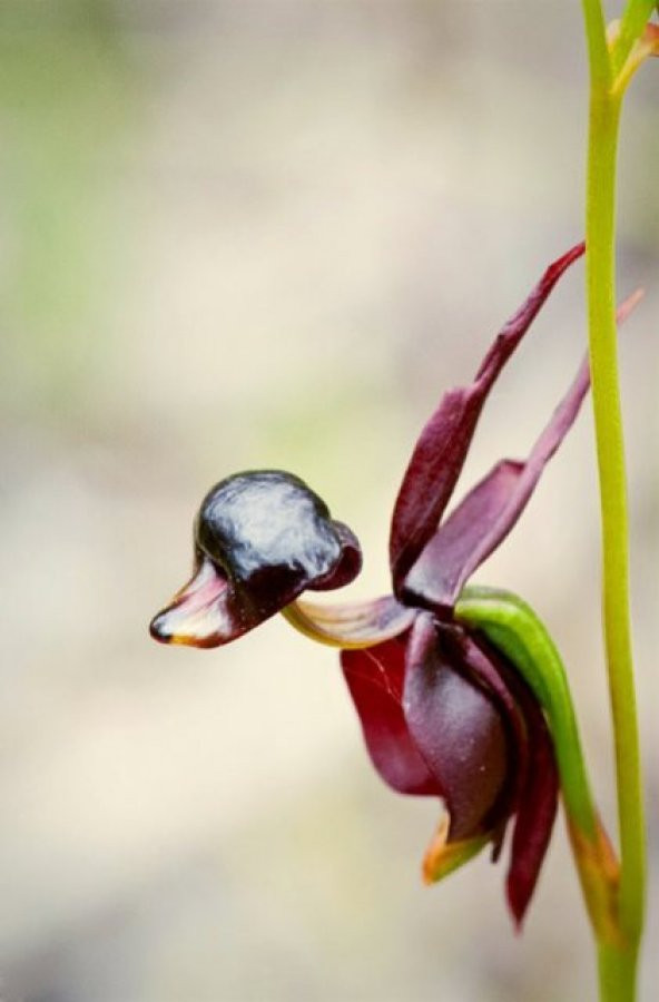 Ördek Orkide Tohumu Ekim Seti 5 Tohum +Saksı+Toprak+Hediye - 4