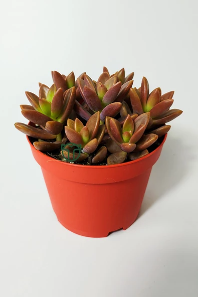 Graptosedum California Sunset çabuk çoğalan hızlı yayılan sukulent