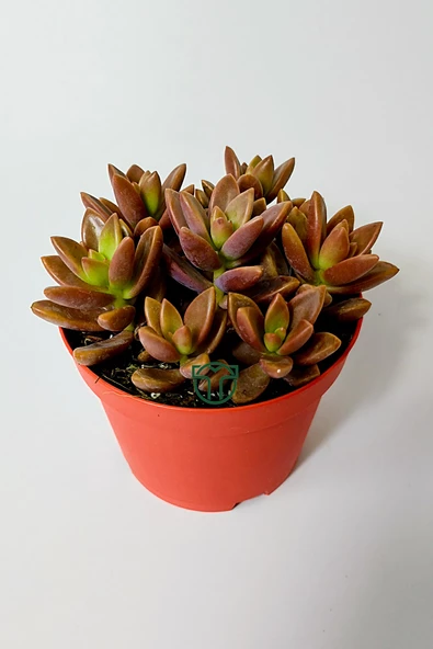 Graptosedum California Sunset çabuk çoğalan hızlı yayılan sukulent - 2