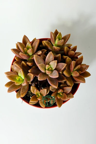 Graptosedum California Sunset çabuk çoğalan hızlı yayılan sukulent - 4