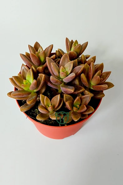 Graptosedum California Sunset çabuk çoğalan hızlı yayılan sukulent - 3