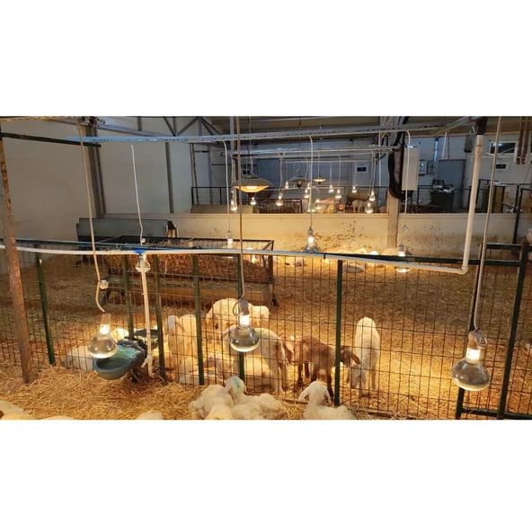 Şavk Isıtıcı Lamba 375 Watt Sarı - 5