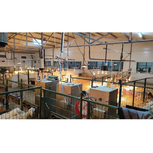 Şavk Isıtıcı Lamba 375 Watt Sarı - 6