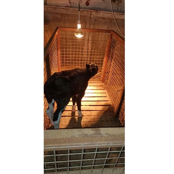 Şavk Isıtıcı Lamba 375 Watt Sarı - 10