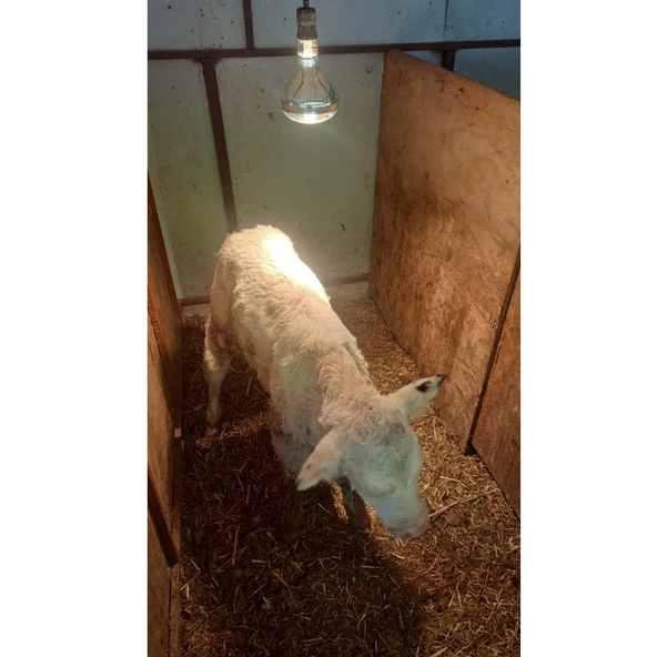 Şavk Isıtıcı Lamba 375 Watt Sarı - 7