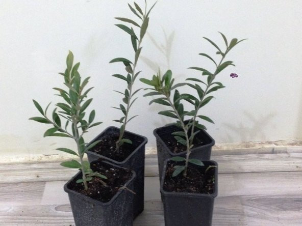 ADA Tarım Arbequina Bodur Zeytin Fidanı 1 Yaşlı 30-60 cm 6lı