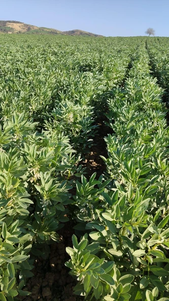 Erkenci Bakla Tohumu 100 Gr Ort 60 Ad Tohum - Resim 2