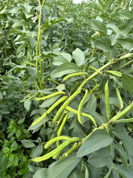 Erkenci Bakla Tohumu 100 Gr Ort 60 Ad Tohum ürün görseli