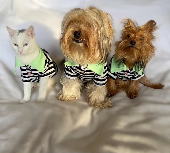 Grass Hopper Stripe Polo Yaka Tişört Kedi Kıyafeti  Kedi Elbisesi - 5