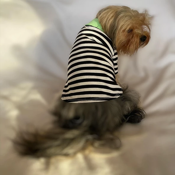 Grass Hopper Stripe Polo Yaka Tişört Köpek Kıyafeti Köpek Elbisesi - 5