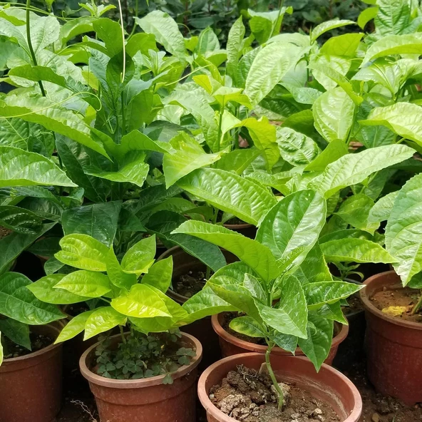 PASİFLORA EDULİS Çarkıfelek Fidanı +15 cm - 2