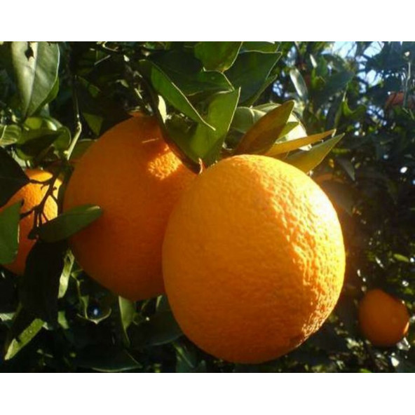Yerli Portakal 3 KG - Ücretsiz Kargo