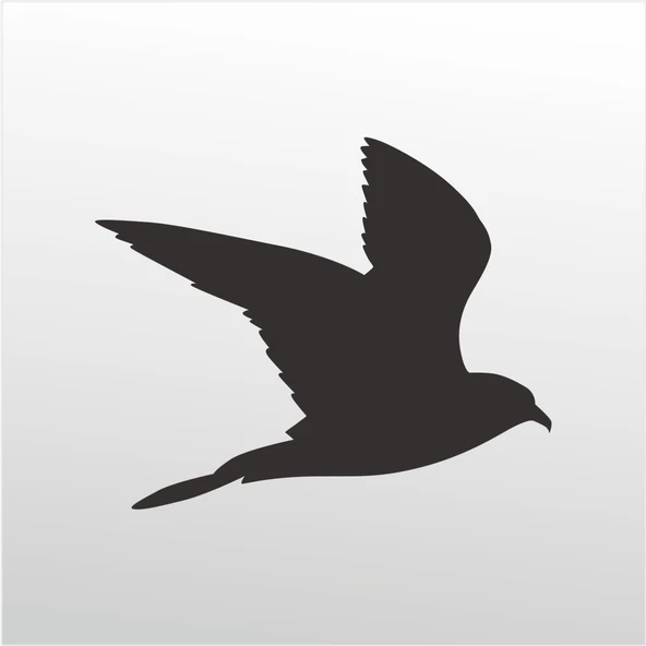 Folyo Sticker Güvercin