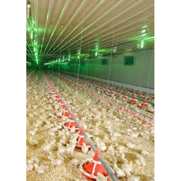 129 LU BILDIRCIN KEKLİK YUMURTASI KULUÇKA GELİŞİM VİYOLÜ - 2