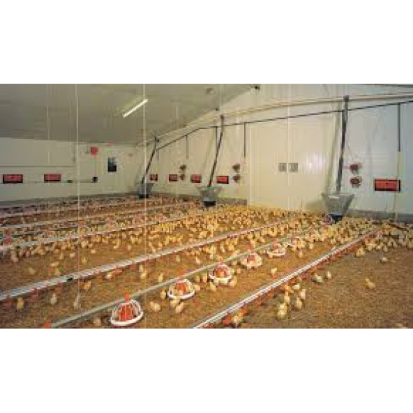 54 LÜ TAVUK YUMURTASI KULUÇKA GELİŞİM VİYOLÜ - 3