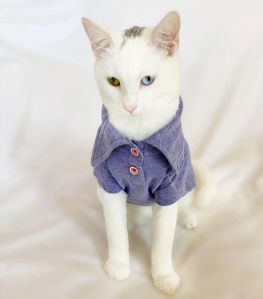 RL Denim Blue Polo Yaka Tişört Kedi Kıyafeti  Kedi Elbisesi - 3
