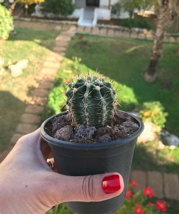 Echinopsis - Büyük Boy Kaktüs