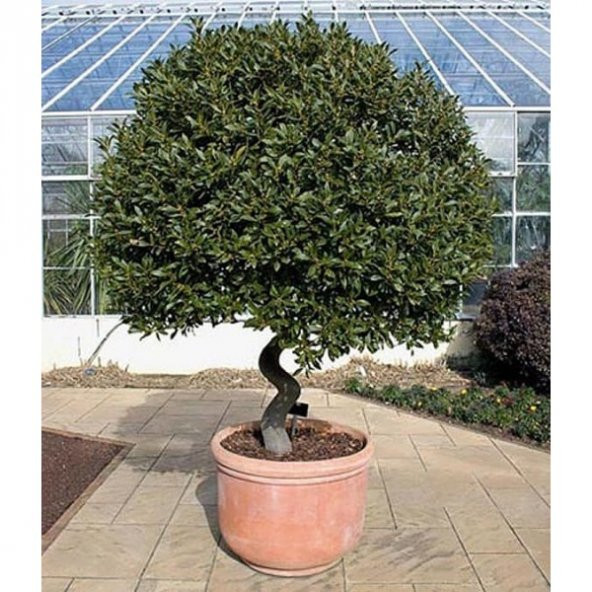 Defne Ağacı Tohumu Ekim Seti 3 Adet Tohum + Toprak +Saksı +Hediye