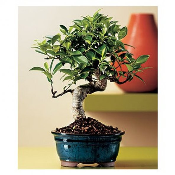 Bodur Bonsai Defne Ağacı Tohumu Ekim Seti 3 Tohum+Saksı+Toprak