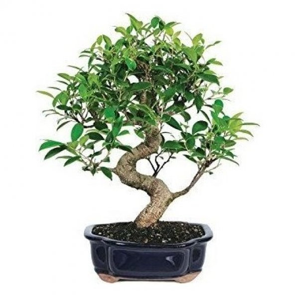 Bodur Bonsai Defne Ağacı Tohumu Ekim Seti 3 Tohum+Saksı+Toprak - 2