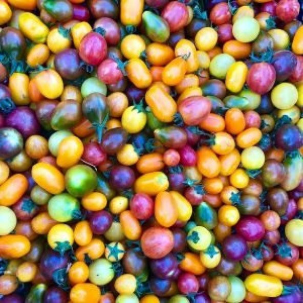 Gökkuşağı Cherry Domates Tohumu Regarenk Domates Tohumu 10 Tohum - Resim 2