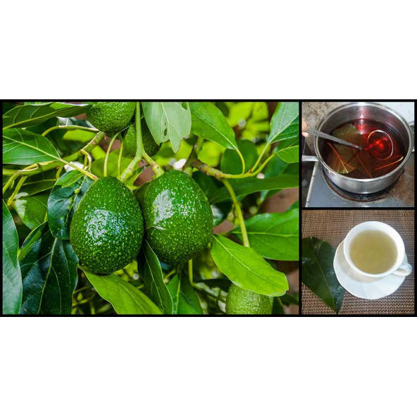 Çiftlik Park İlaçsız Avakado Yaprağı 250 gr - Resim 2