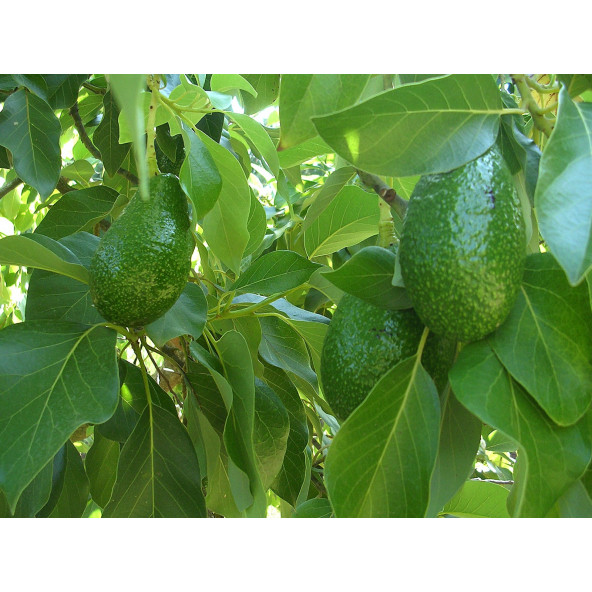 Çiftlik Park İlaçsız Avakado Yaprağı 250 gr - Resim 3