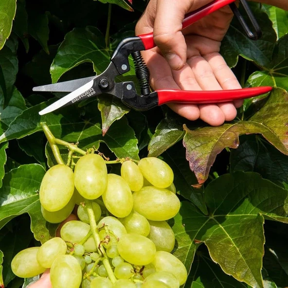 Berger 1600 Üzüm ve Naranciye Toplama  Makası 20 cm - 3