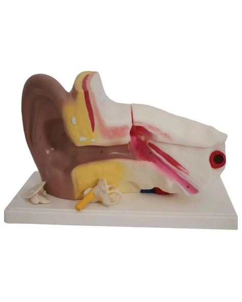 Edulab Kulak Modeli - 2