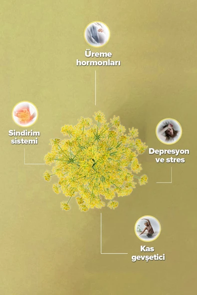 Zühre Ana Ekstraktlı Çakşır Suyu 500 Ml - 3