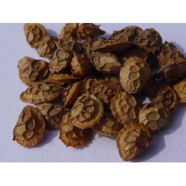 Agrobazaar Korunga Tohumu Korunga Yem Bitkisi Tohumu 5 KG - 3