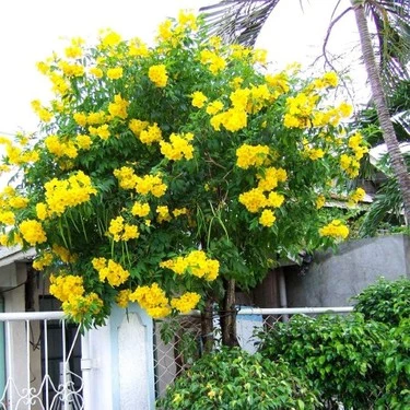 Borazan Çiçeği Campsis Radicans Sarı Acem Borusu Fidanı 40-60 cm