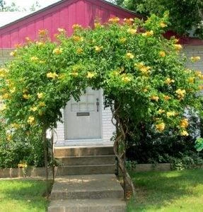 Trombet Çiçeği Campsis Radicans Sarı Acem Borusu Fidanı 40-60 cm ürün görseli
