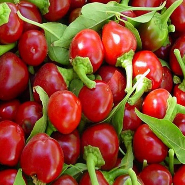 Agrobazaar ACI AKİRAZ (CHERRY) BİBER 10+ TOHUM