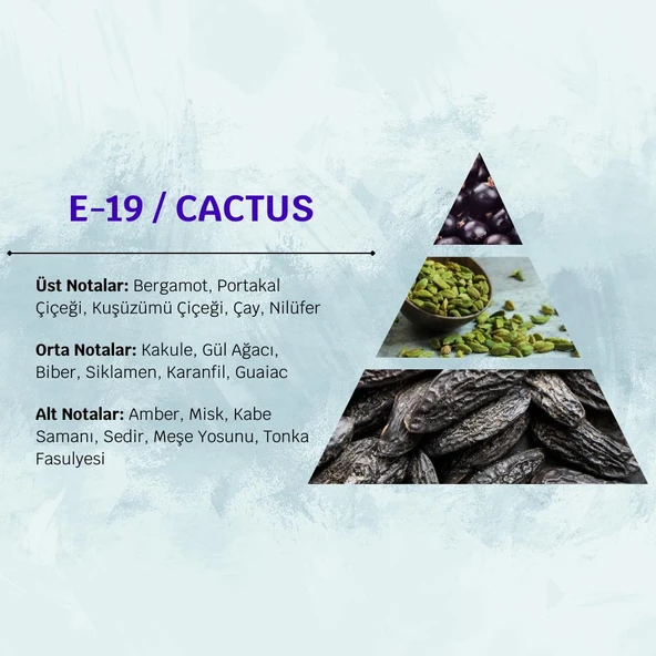 David Walker CACTUS E19 50ML Ferah&Odunsu Erkek Parfüm - Resim 3