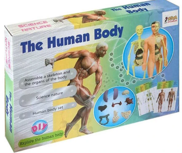 Human BODY-Vücudumu Öğreniyorum, 29 Parça 3D Eğitici Doktor SETİ - 2