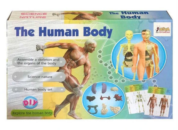 Human BODY-Vücudumu Öğreniyorum, 29 Parça 3D Eğitici Doktor SETİ - 3