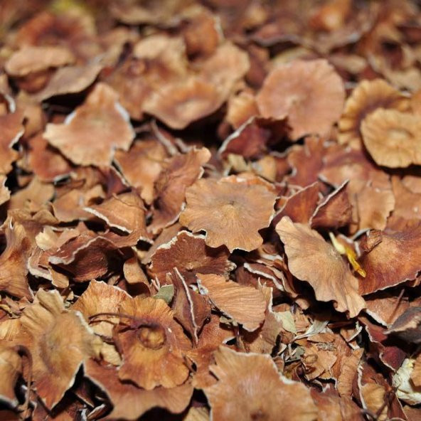 BenimAktar Çarkıfelek Otu 100 Gr - 2