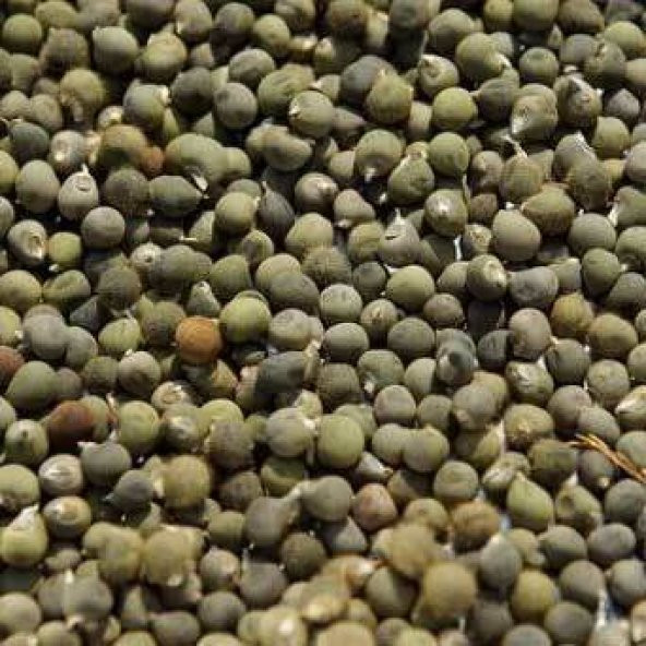 BenimAktar İlaçlık Bamya Tohumu 250 Gr - 2