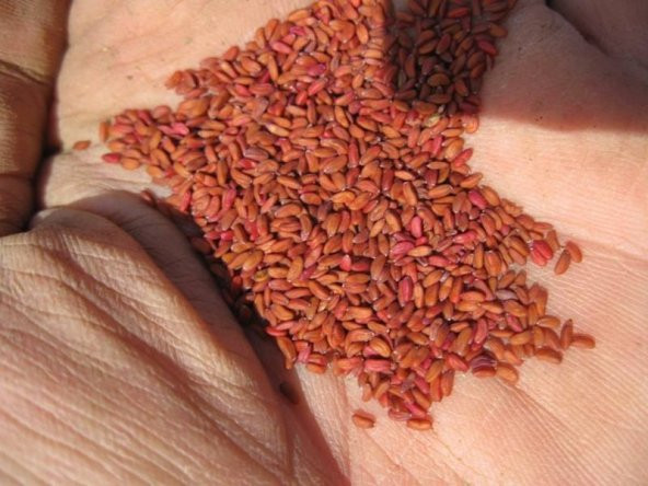 BenimAktar Tere Tohumu Baharlı 100 Gr - 2