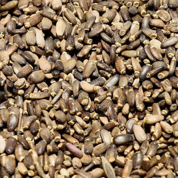 BenimAktar Devedikeni Tohumu 500 Gr - 2