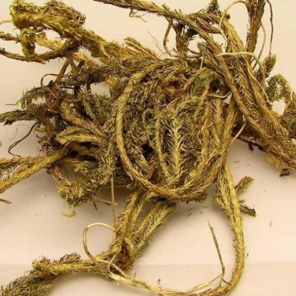 BenimAktar Kurt Pençesi Yeni Mahsül 1 Kg - 2