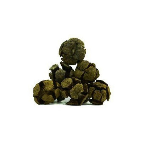 BenimAktar Servi Selvi Kozalağı Yeni Mahsül 1 Kg - 2