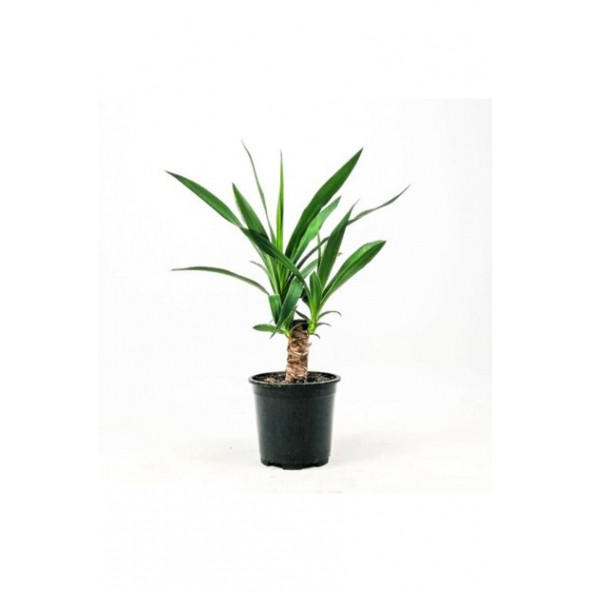 Yucca Jawel Çiçeği Yukka Bitkisi Yuka Çelik Gövde 40 50 Cm - 1