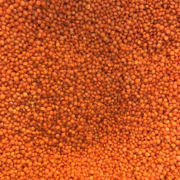 BenimAktar Kırmızı Mercimek Futbol Cinsi 1.Kalite 1 Kg - 2