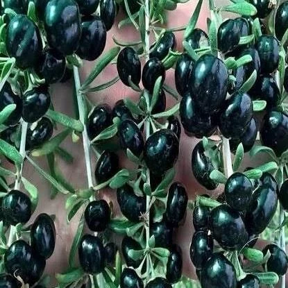 Saksıda, Nadir İri Taneli Siyah Gojiberry Fidanı - 1