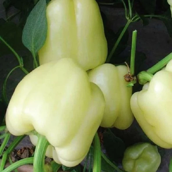 Biber Beyaz Dolma Tohum 10 gr 1 Adet - 2