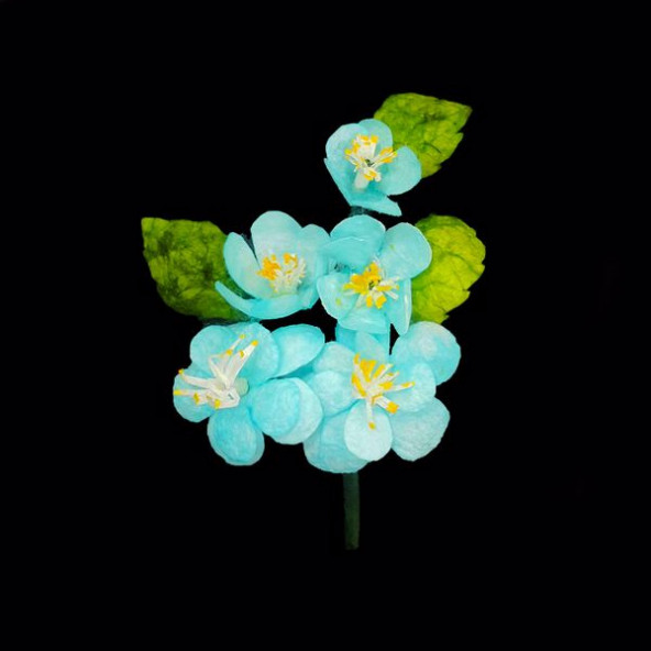 İpek Koza Yaka Çiçeği (Mavi)